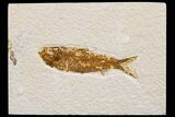Detailed Fossil Fish (Knightia) - Wyoming #174674-1